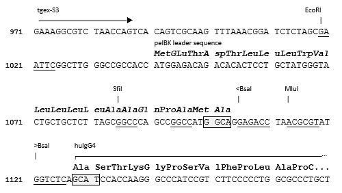 TEGX-HC-hG4[S228P]-Zeo cloning site